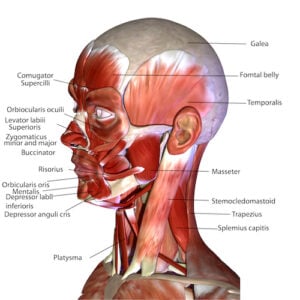 Muscles of the Human Skull Accents for Actors Stagemilk